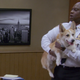 Image for article titled R.I.P. Stewart, Brooklyn Nine-Nine's Cheddar